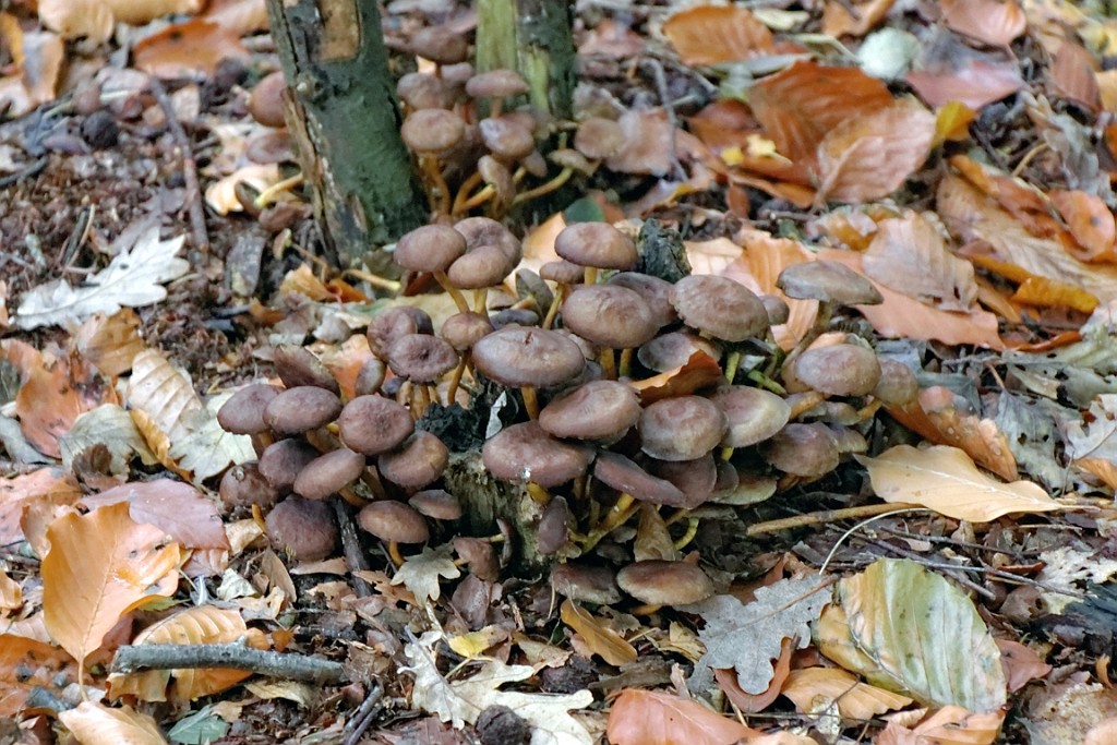 Vennenbos (24).jpg